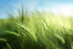 While oats are the most common cool-season annual forage planted across Nebraska, producers may also want to look into spring triticale or spring barley this season. 
