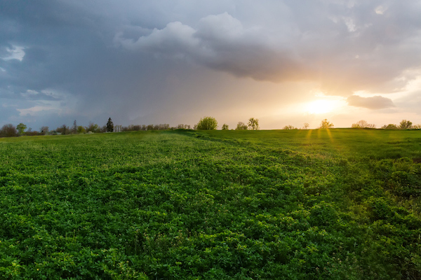 Alfalfa field