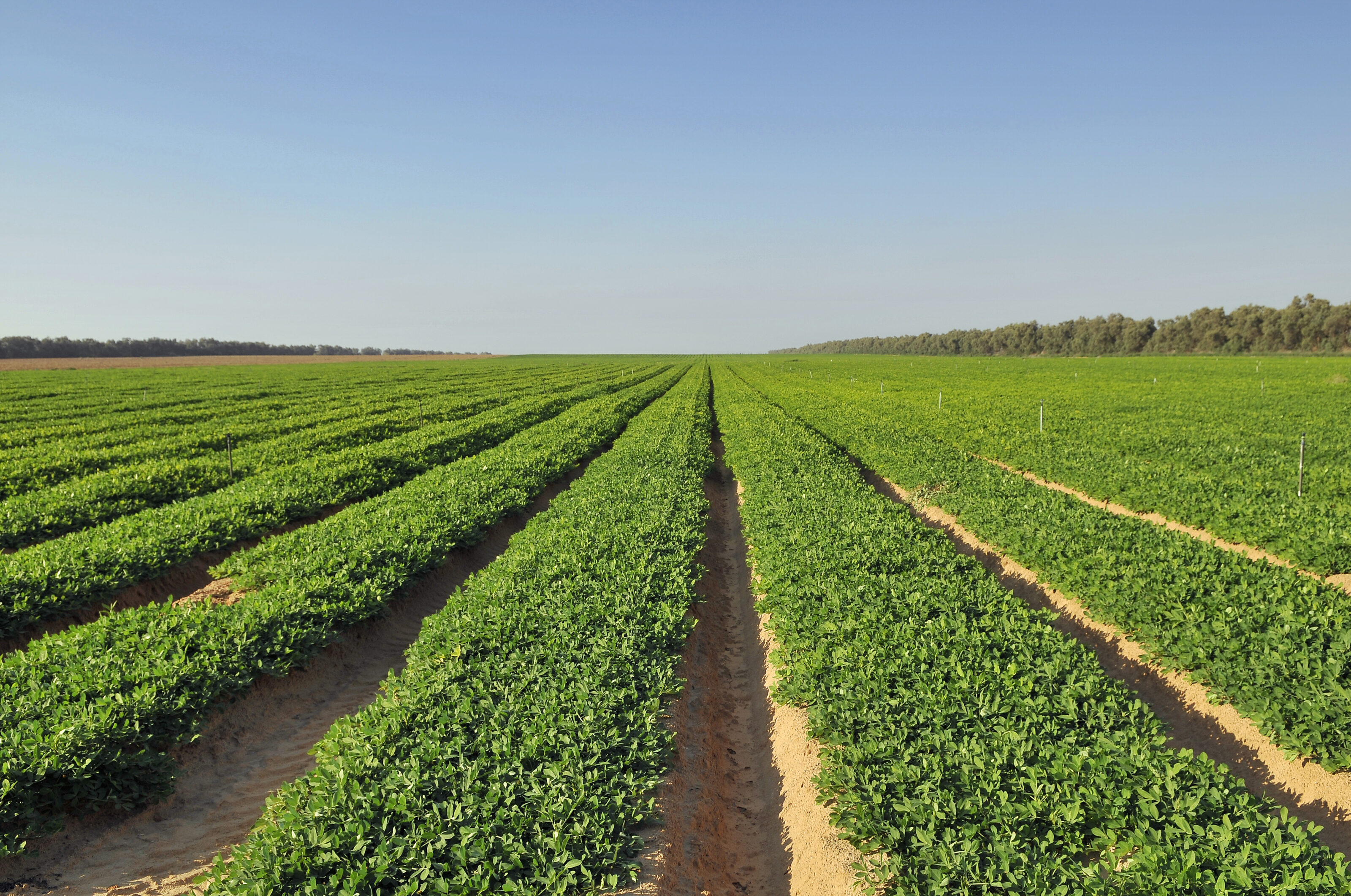 Harvesting Peanuts 6 Things You Need To Know