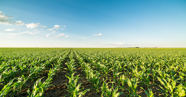 A lack of rain and soil variability has produced wildly inconsistent germination that consequently led to equally extreme variations of height and growth stage of corn plants within rows. 