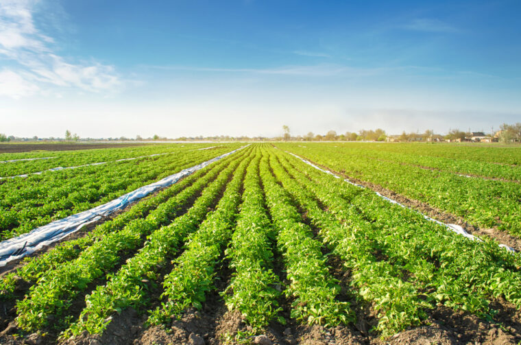 crop storage