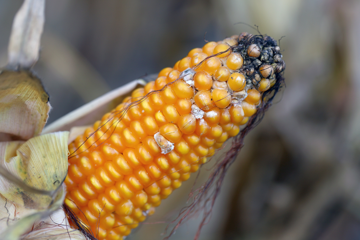 Spotting ear and stalk rots is crucial during harvest time and for the health of your future crops. Each one has its own special way of being identified.