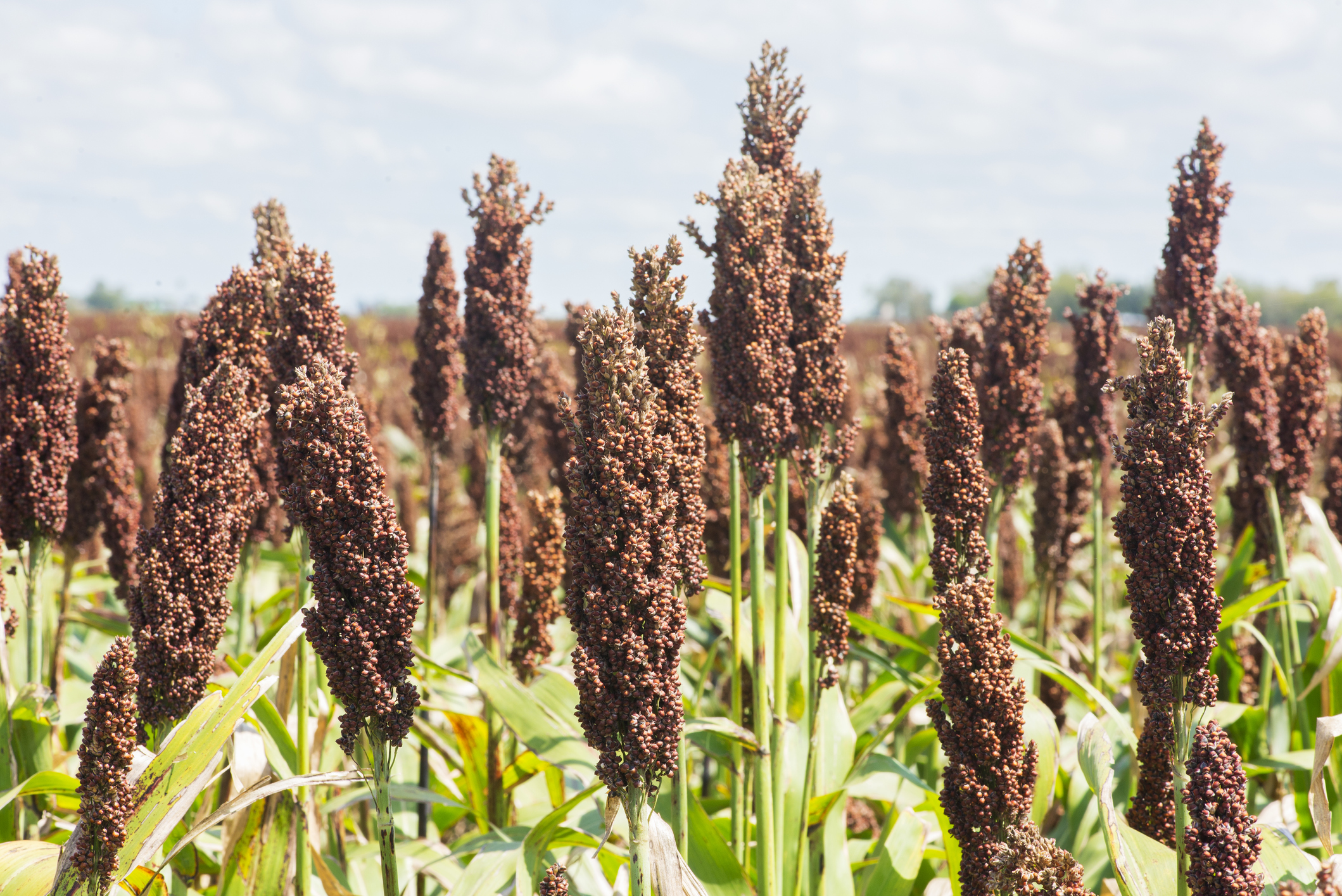 Prussic acid might develop, or nitrates can accumulate in sorghum forages due to cool temperatures and other fall stressors.