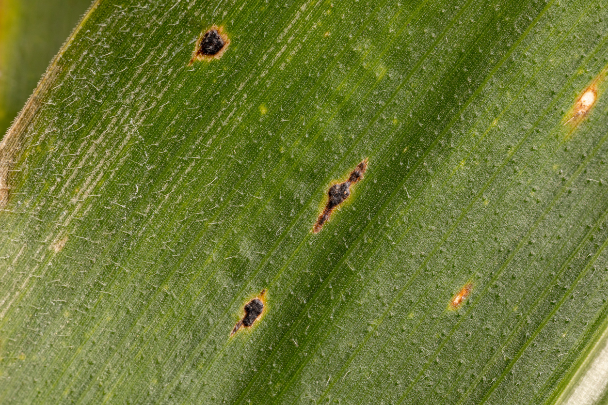 Corn tar spot is a fungal disease spreading rapidly across the Midwest — here’s what you need to know to protect your crops.