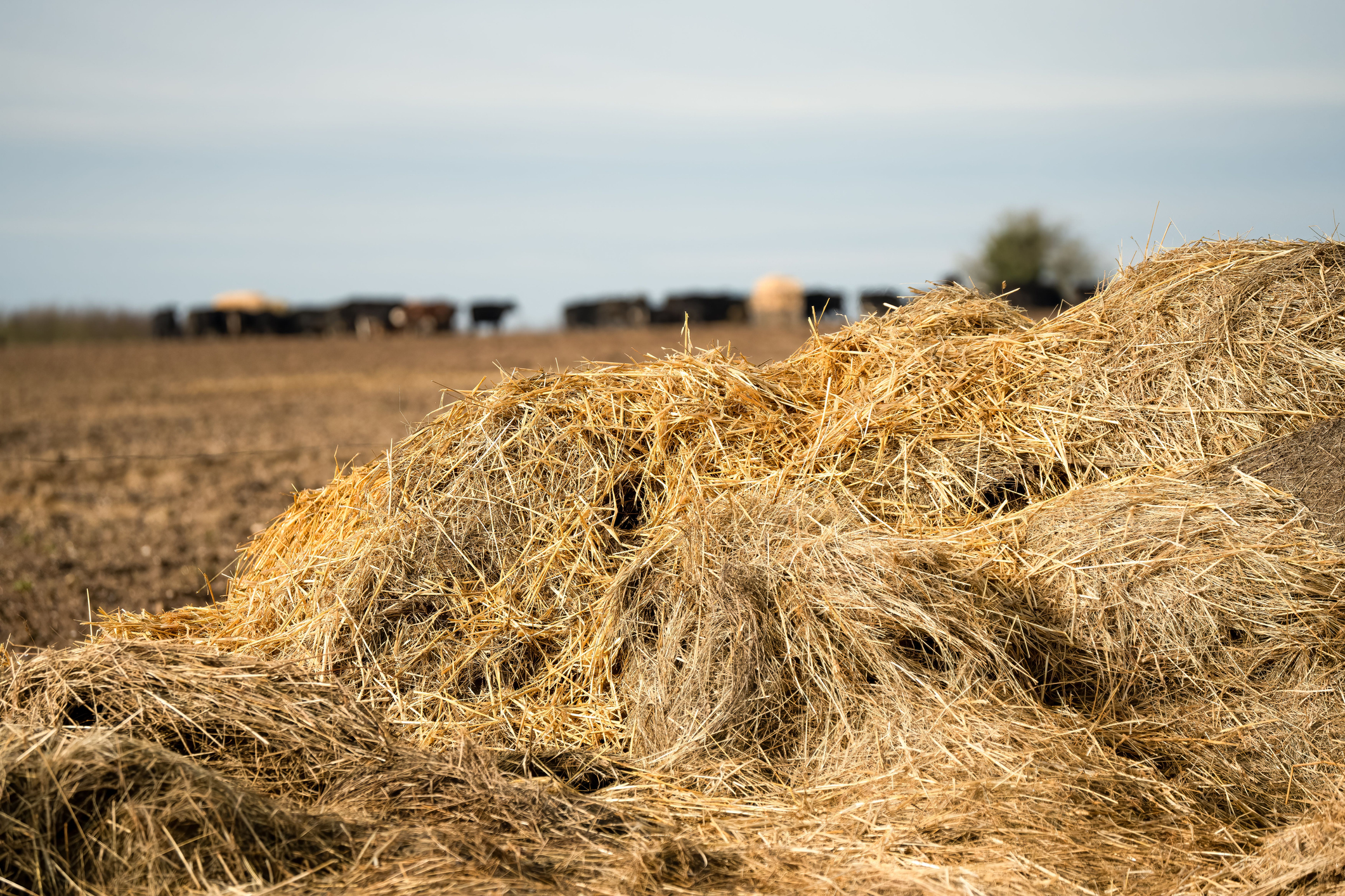 Best practices for handling bad hay and silage this season and proper use of cornstalk for grazing are essential for efficient operations.