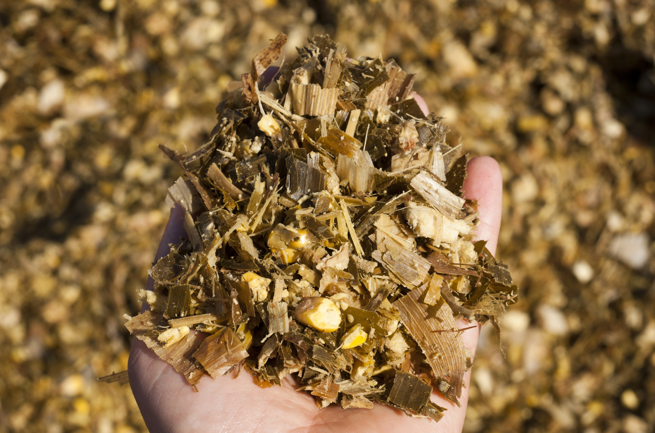Corn silage is an underutilized feed source for beef cattle, and the right practices and equipment during storage can add value to any operation.