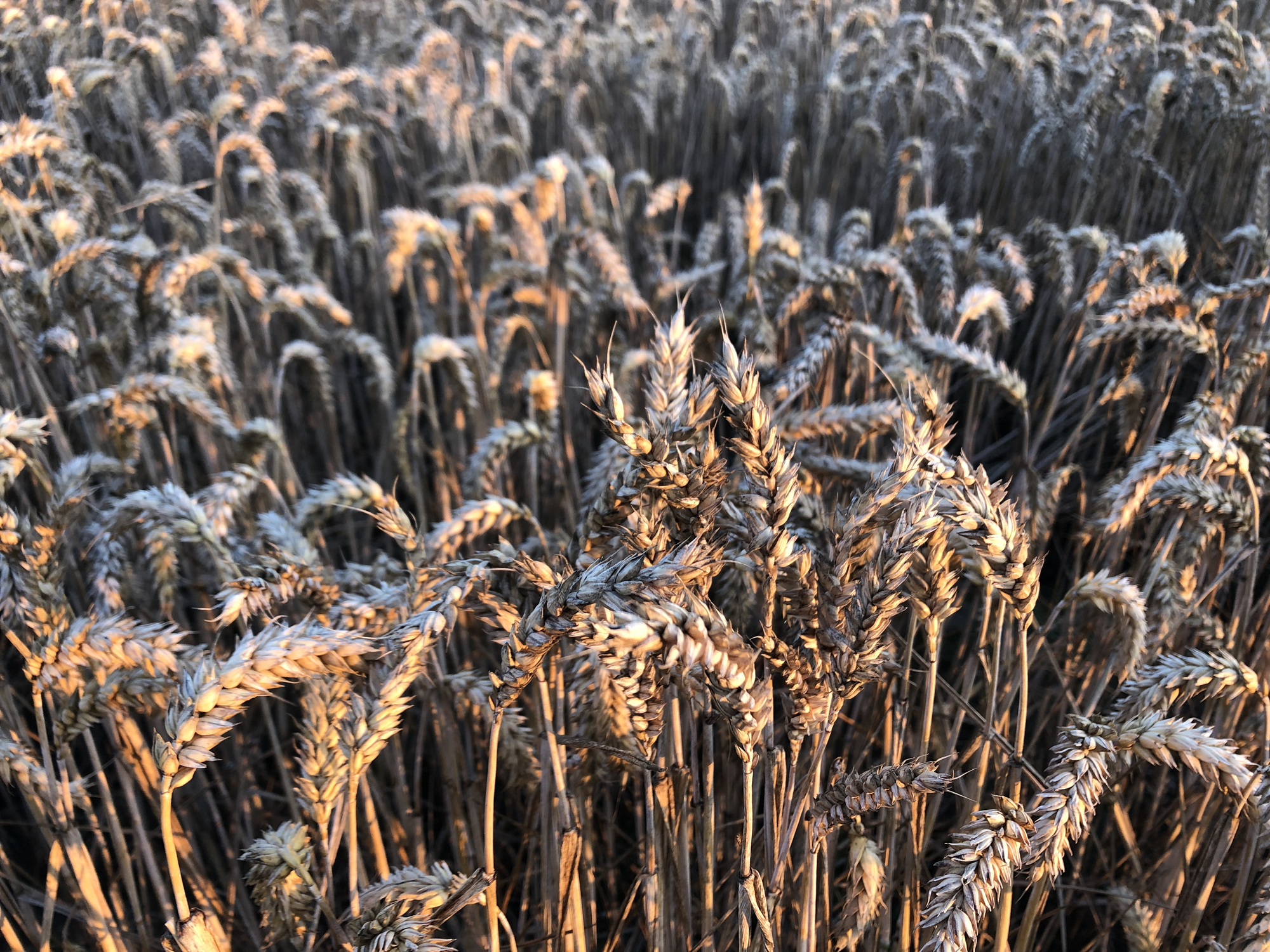 Mild winter weather means wheat undergoes physiological changes that can affect crop yield and quality.