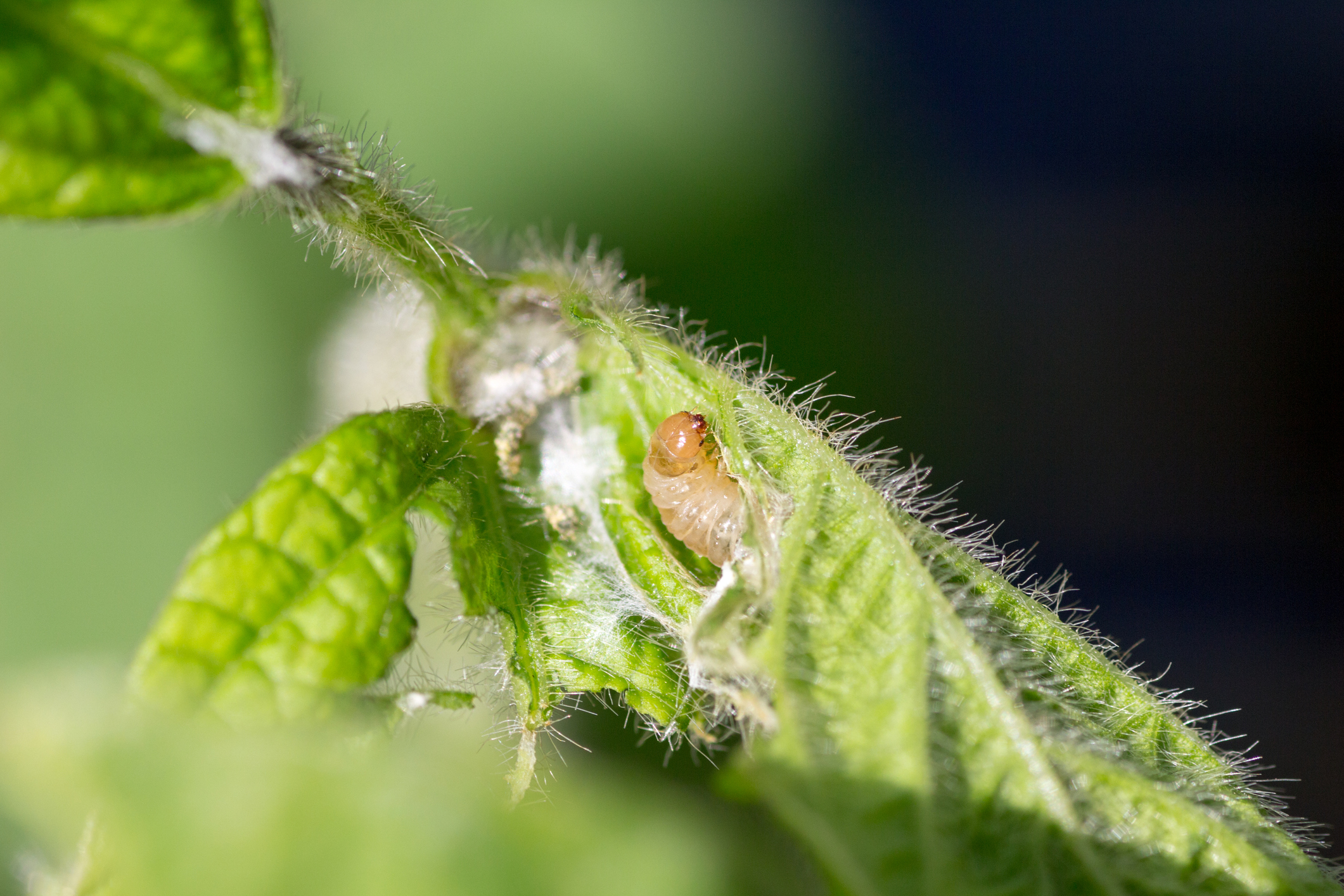 Crop-damaging soybean gall midge emerged earlier this year. Here are tips to eliminate their threat.