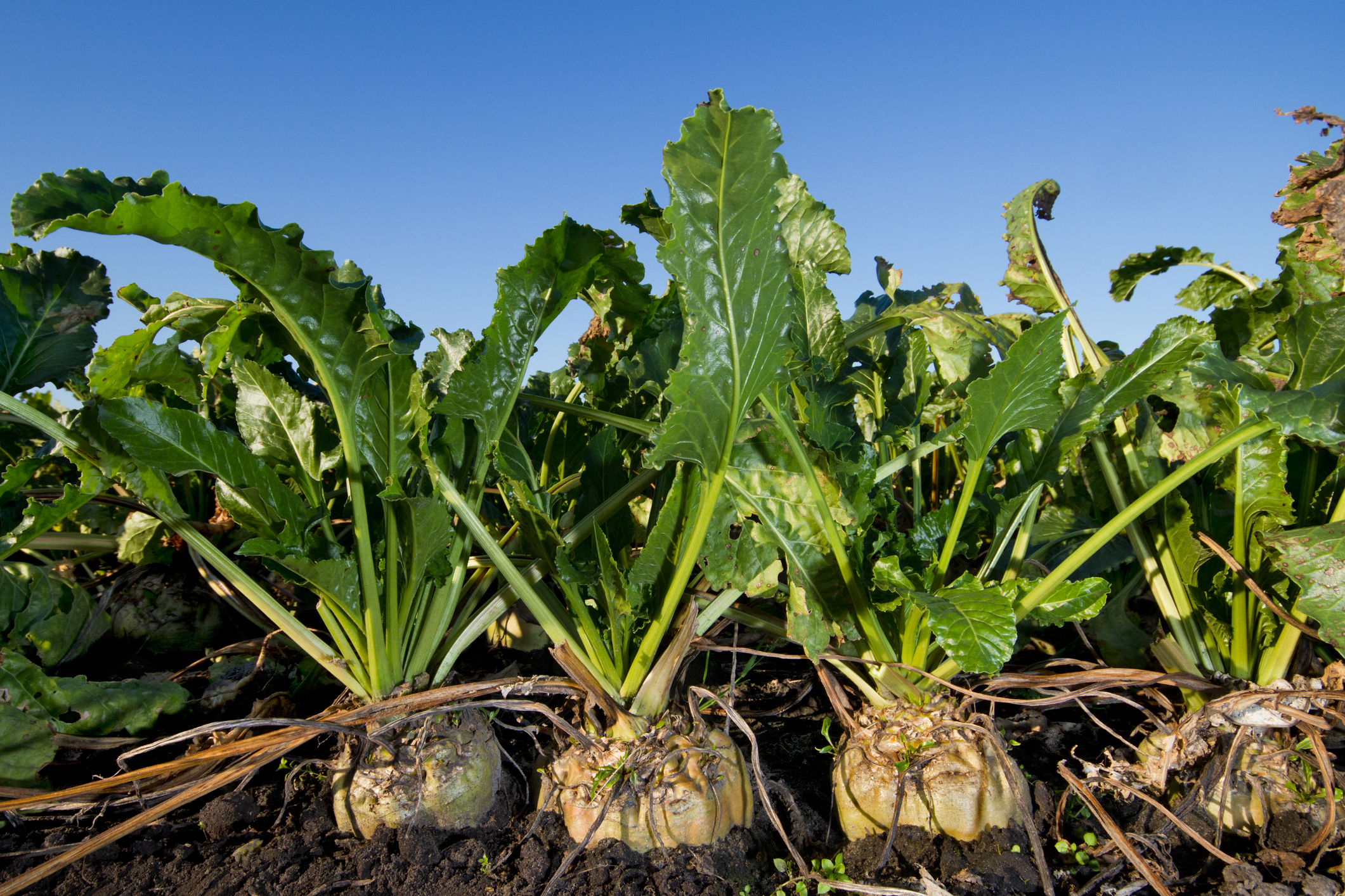 Unharvested sugarbeets can be a valuable source of nitrogen credits as part of a nutrient management strategy.
