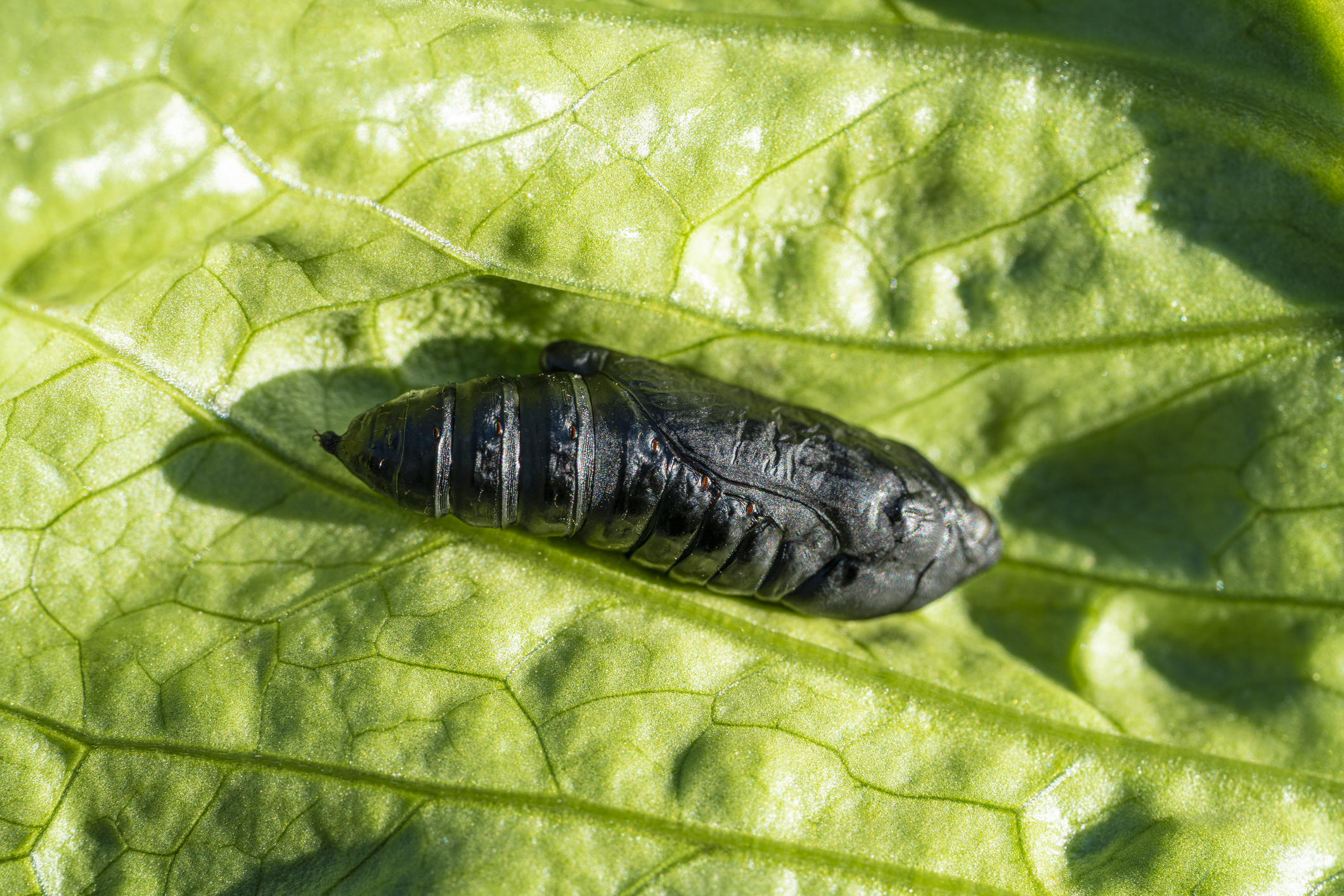 As the planting season gets underway, corn growers must be vigilant against a common pest, the black cutworm, which poses a significant risk to young corn crops.