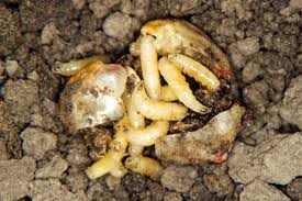 Seedcorn maggots may be tiny, but they can wreak havoc on your corn fields. Here’s how to treat this silent threat. 