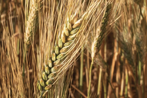 Winter wheat production will rise year over year in 2024, according to the USDA.