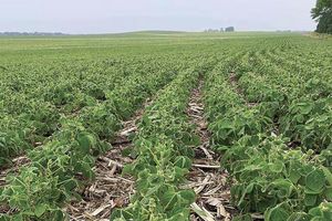 According to the USDA, soybean yields are expected to average a record high in 2024.