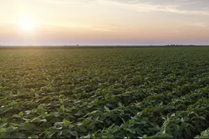 Red crown rot has long been found in southern states, but has become present in more midwest states as of late. 