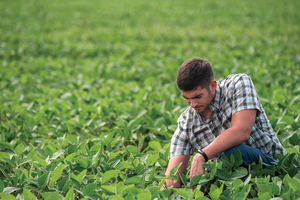 Recently identified by Iowa State University Extension and Outreach in eight Iowa counties, Asian copperleaf poses a potential threat to crops.