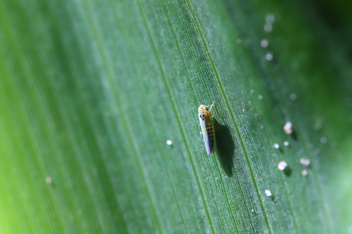 Corn leafhopper activity is rising fast, with recent detections in Missouri, Iowa, Illinois, and Indiana. 