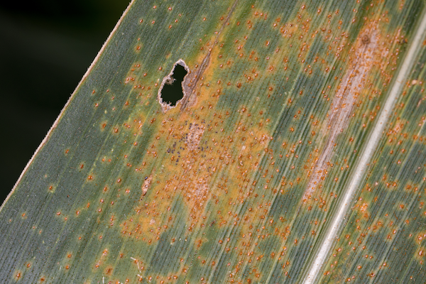 Southern rust of corn has already been confirmed in at least 18 states, including major corn producers like Illinois, Kansas, Minnesota, and more.