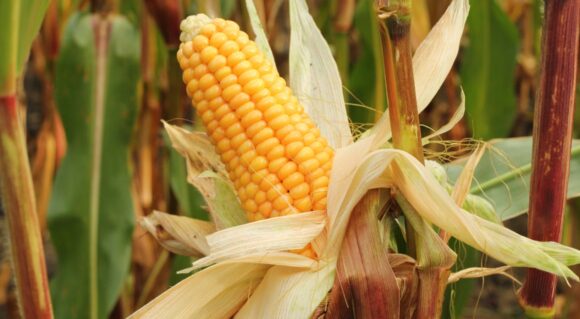 Corn
