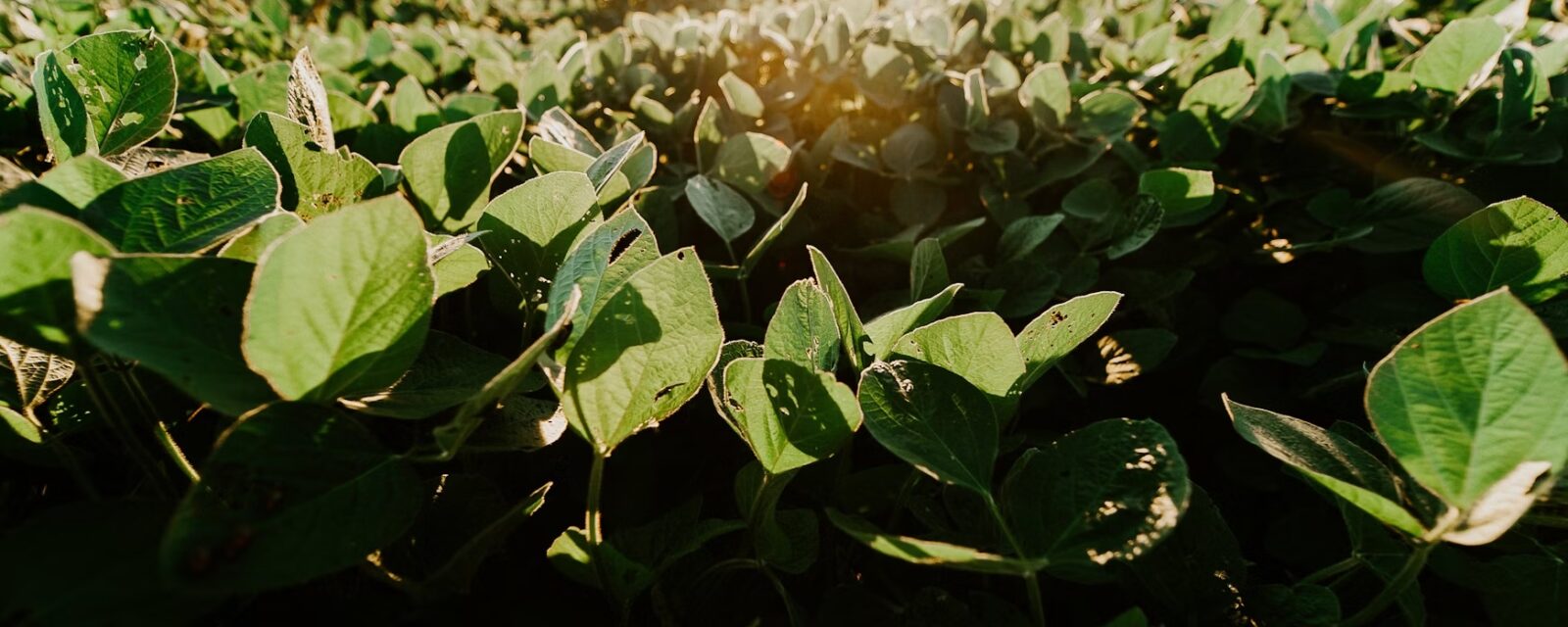 Soybeans