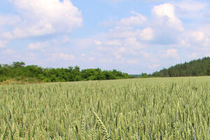 As the 2025 growing season wraps up, the USDA’s latest winter wheat report offers timely insight into crop progress and condition ahead of dormancy.