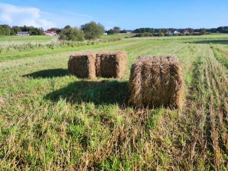 Hay in a farm field