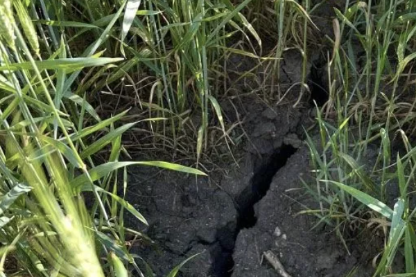 Winter wheat conditions are slipping across major U.S. growing areas, raising concerns as the crop moves deeper into the season.