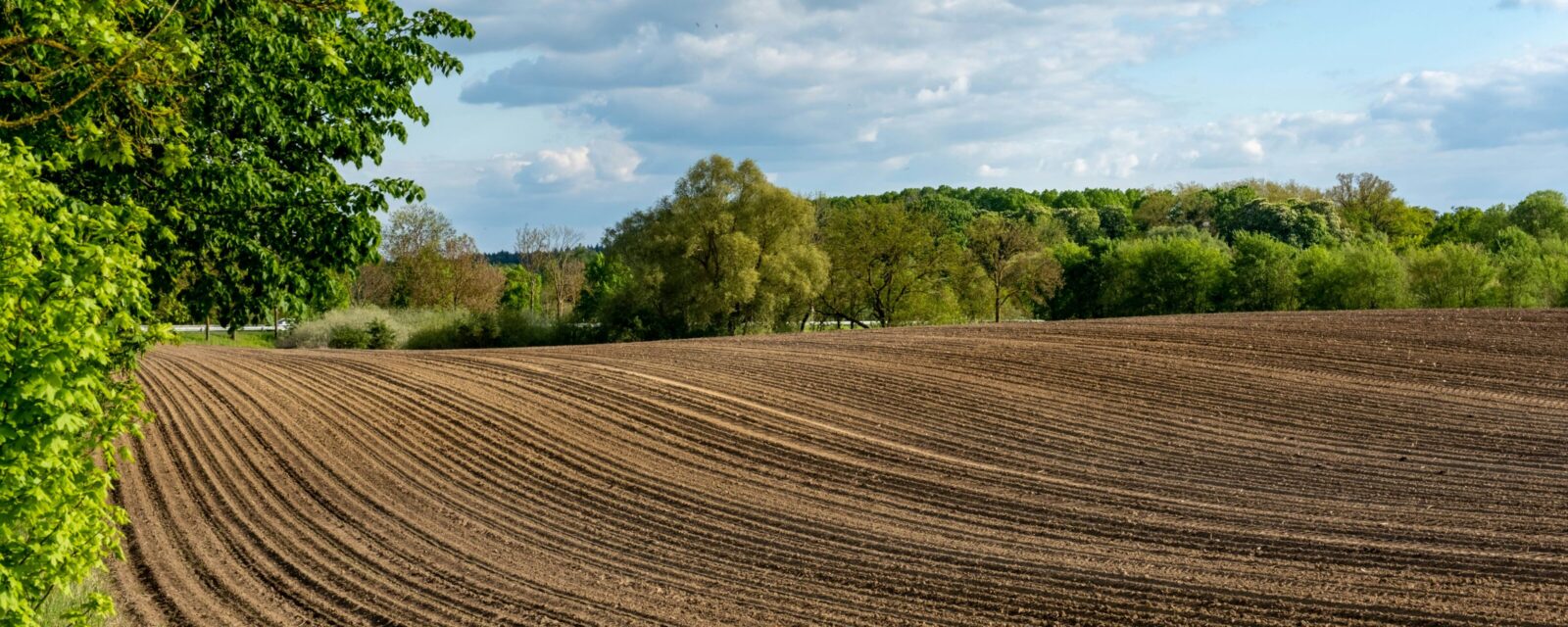 field for planting