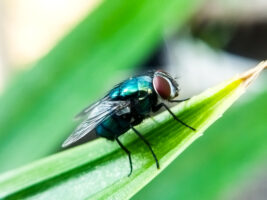 USDA officials emphasize that extensive response plans are already underway to prevent the pest from becoming established in the United States.
